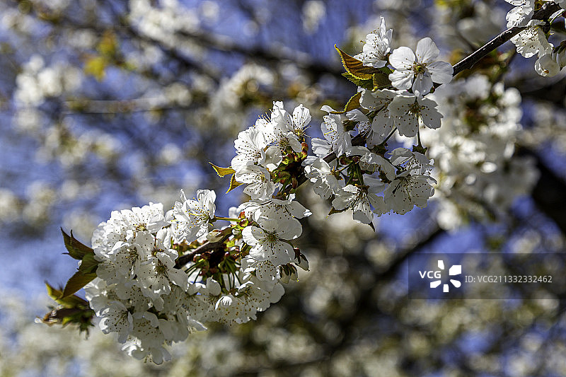 特写春天的樱花，萨尼亚，安大略省，加拿大图片素材