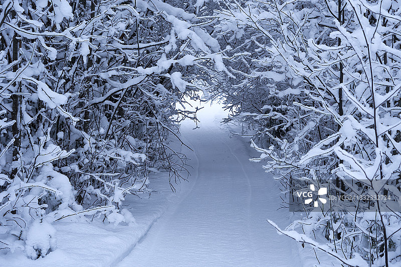 瑞典白雪覆盖的田野上的树木图片素材
