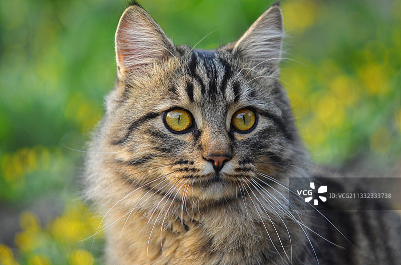 俄罗斯猫的特写肖像图片素材