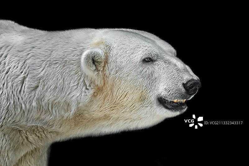 在黑色背景下的北极熊特写图片素材