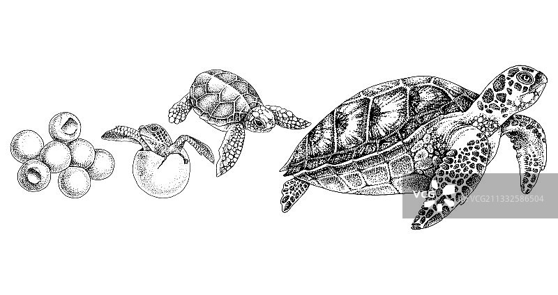 手绘海龟的生命周期图片素材