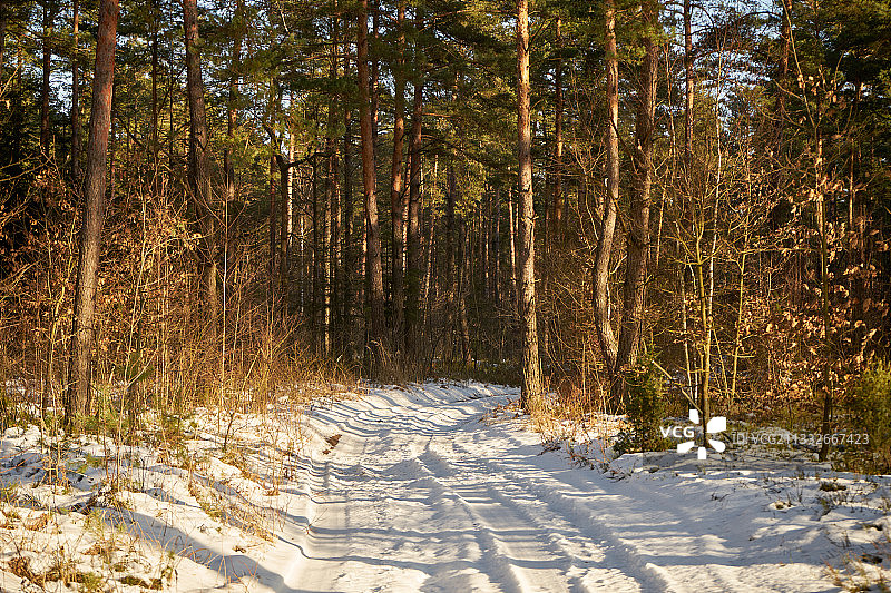 波兰冬天森林里的树木图片素材