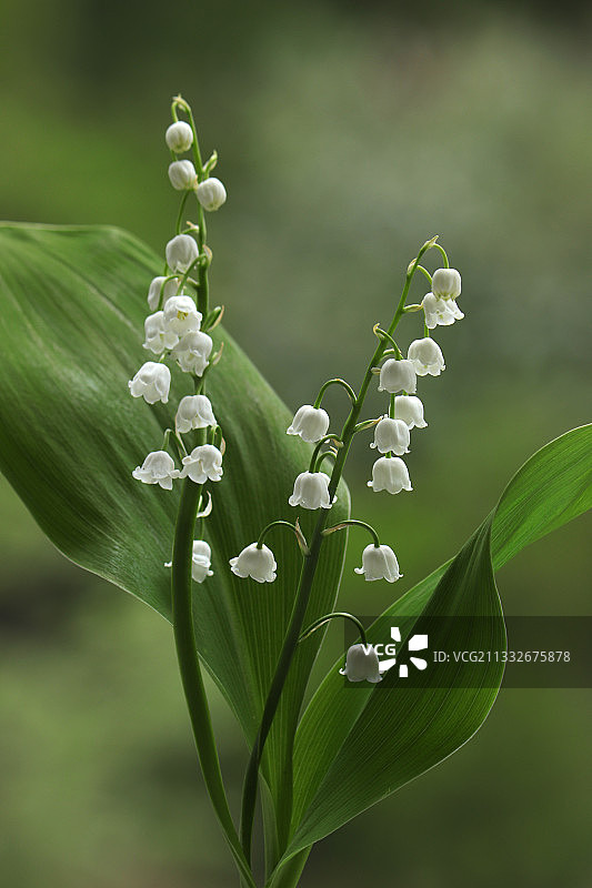 特写的白色开花植物图片素材