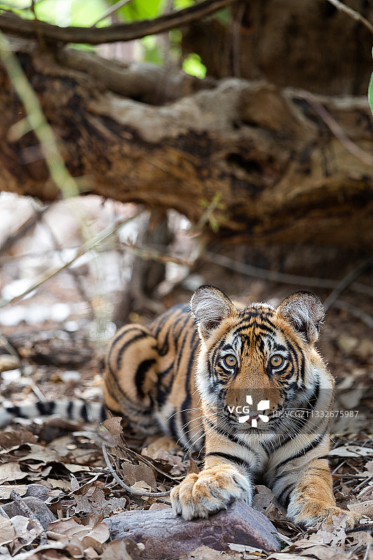 印度拉贾斯坦邦，Ranthambore国家公园，老虎在野外休息的肖像图片素材