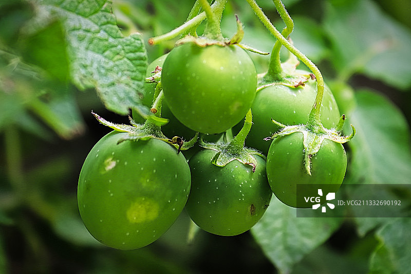 西红柿在植物上生长的特写图片素材