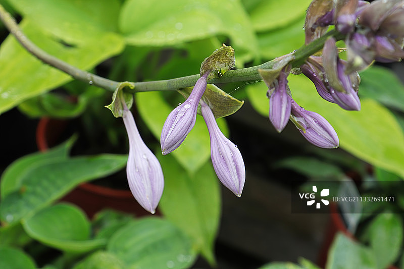 特写的紫色开花植物图片素材