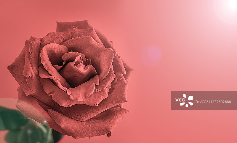 美丽浪漫的红玫瑰花图片素材