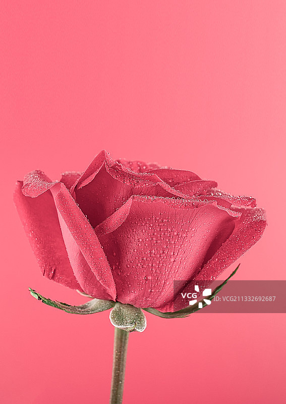 美丽浪漫的红玫瑰花图片素材