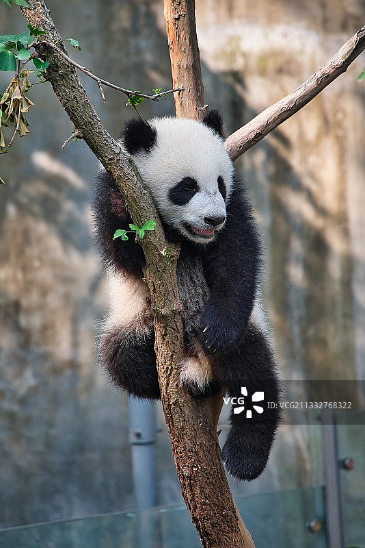 挂在树杈上休息的大熊猫图片素材