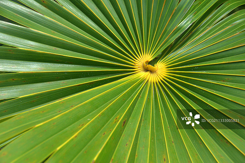 古巴吉列尔莫棕榈叶的全帧照片图片素材