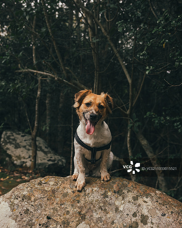 小狗坐在岩石上的肖像，开普敦，南非图片素材