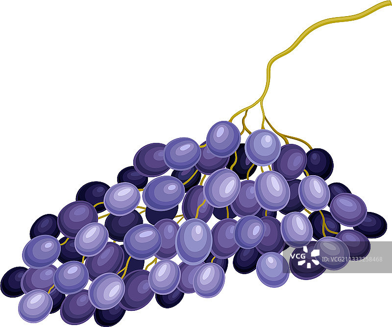 深蓝的葡萄，有椭圆形的浆果图片素材