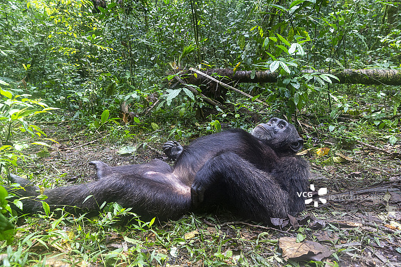 雄性黑猩猩，雄性领袖，在乌干达Kibale国家公园的地上休息图片素材