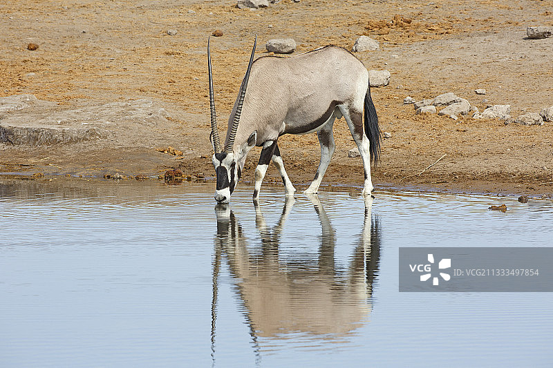 在纳米比亚埃托沙的水坑边饮水的大羚羊(羚羊羚羊)图片素材