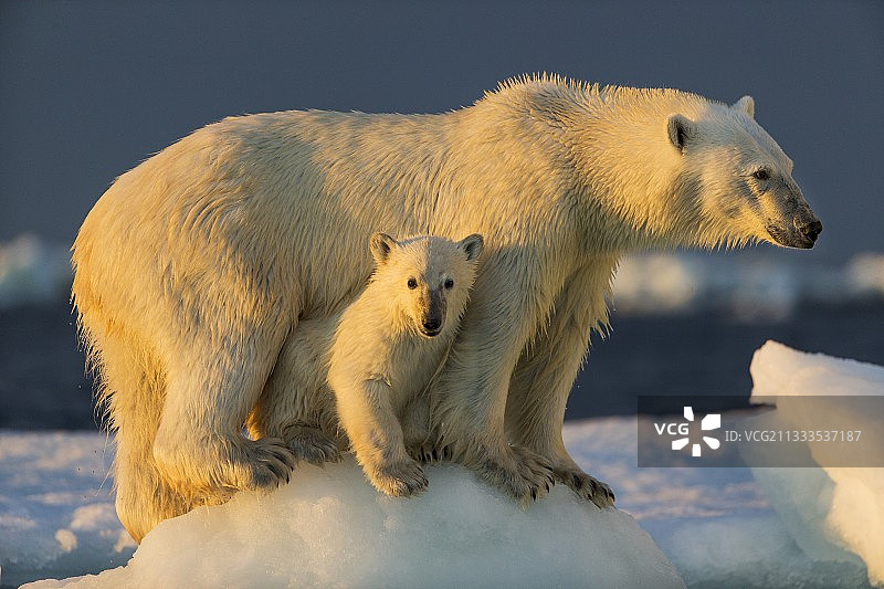 加拿大努勒维特地区浅水湾海港群岛附近的海冰上，北极熊幼崽站在妈妈的身下图片素材