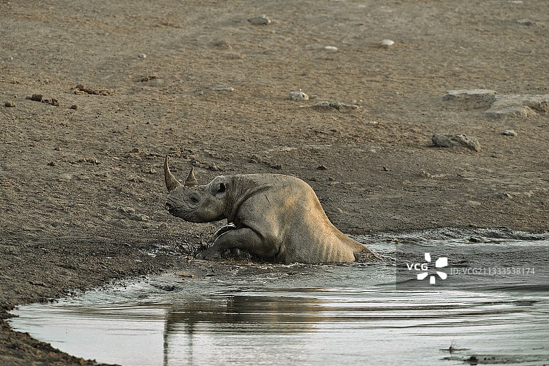 来喝它的黑犀牛，谁绊倒了一个洞，并倾斜到水点试图逃脱。图片素材