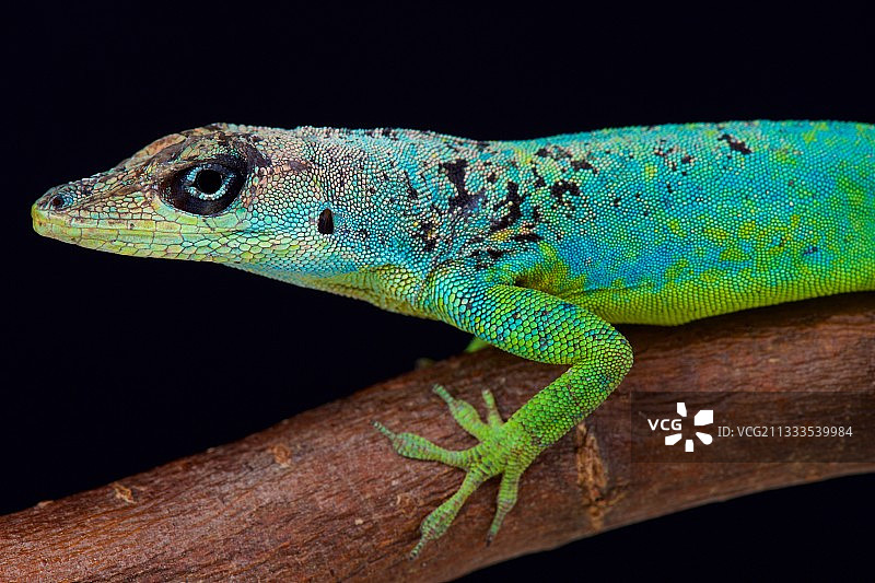 雄性巴巴多斯Anole(极端Anolis extremus)是一个颜色的托盘。巴巴多斯岛图片素材