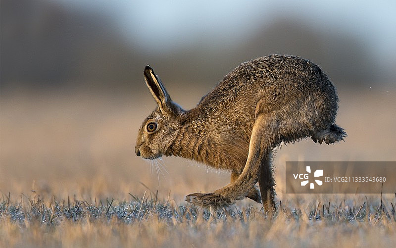 冬天，英格兰，日出时，棕色野兔在冰冻的草地上奔跑图片素材