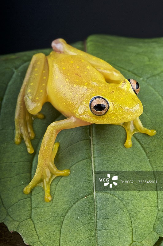 叶子上的黄色玻璃蛙图片素材