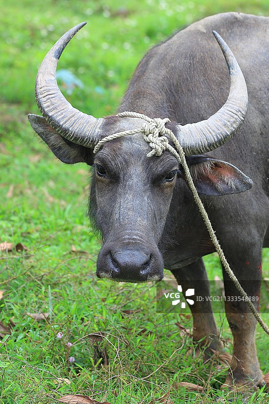 水牛附在稻田在宁Bình地区的越南图片素材