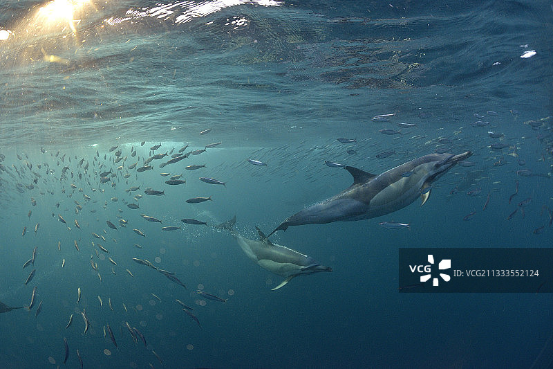 在南非东海岸的圣约翰港，在沙丁鱼洄游期间，喙海豚(海豚)群追逐沙丁鱼。图片素材