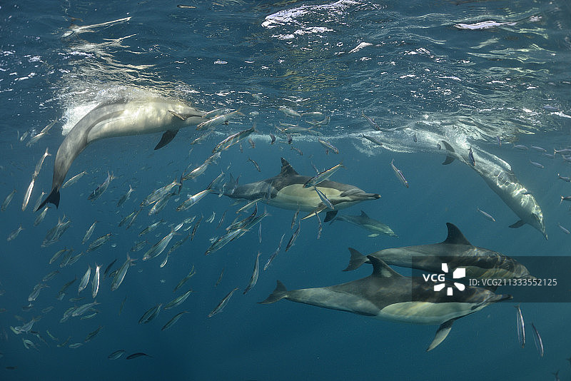 在南非东海岸的圣约翰港，在沙丁鱼洄游期间，喙海豚(海豚)群追逐沙丁鱼。图片素材