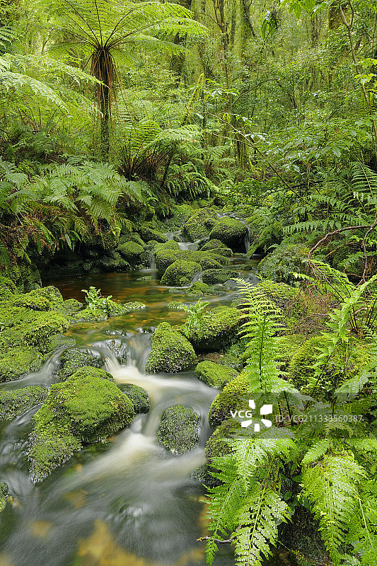 新西兰南岛温带雨林图片素材