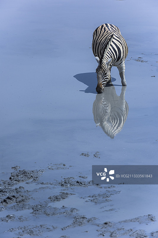 波切尔斑马(波切尔斑马)，喝酒，纳米比亚，埃托沙国家公园图片素材