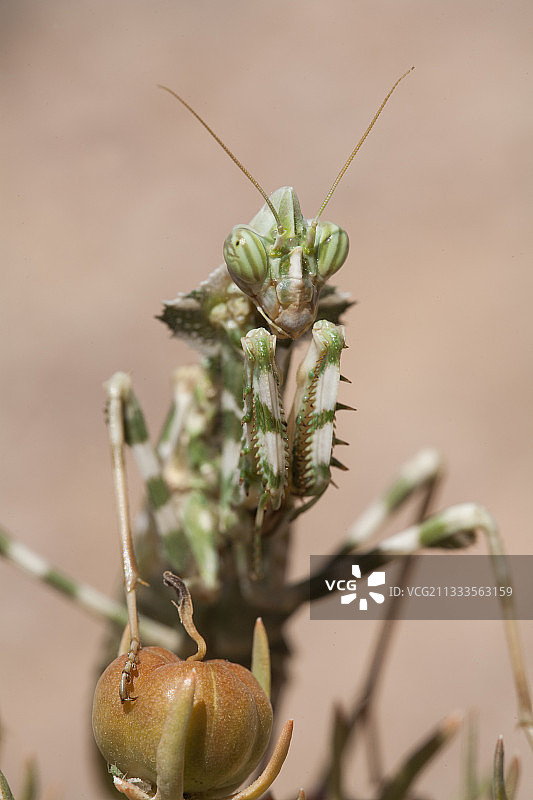 摩洛哥蓟螳螂(Blepharopsis mendica)图片素材