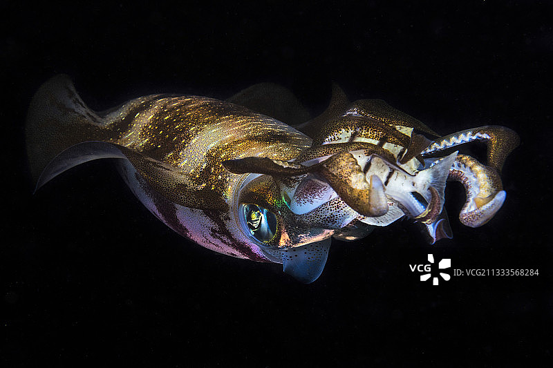 大鳍礁乌贼(Sepioteuthis lessoniana)夜间，印度洋，马约特图片素材