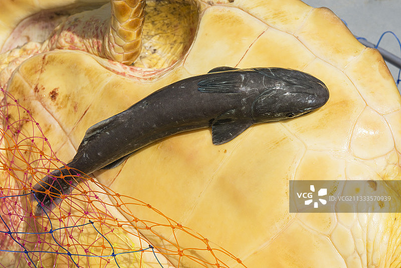 红海龟身上常见的鮣鱼(鮣鱼)。采样，海龟库存(坐标，重量，测量，照片鉴定，…)。通常伴随红海龟的一种附生生物。根据它们的关系是互利共生还是寄生。特内里费,加那利群岛图片素材