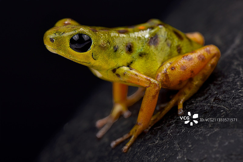 草莓箭蛙，Oophaga pumilio "Colon Bocas del Drago"图片素材