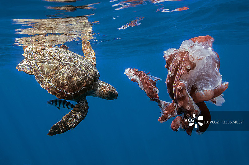 北大西洋亚速尔群岛，红海龟正在吃一只七爪章鱼图片素材
