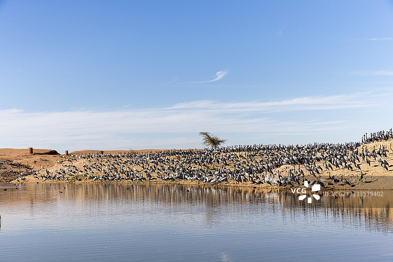 河堤上的鹤Demoiselle Crane(人类处女座)。基昌村位于印度拉贾斯坦邦塔尔沙漠，自1970年以来，这里的居民每年冬天都会给过冬的鹤喂食图片素材