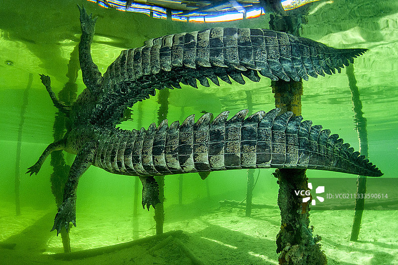 水下中美洲短吻鳄(尖鳄)，拉雷纳国家公园，古巴图片素材