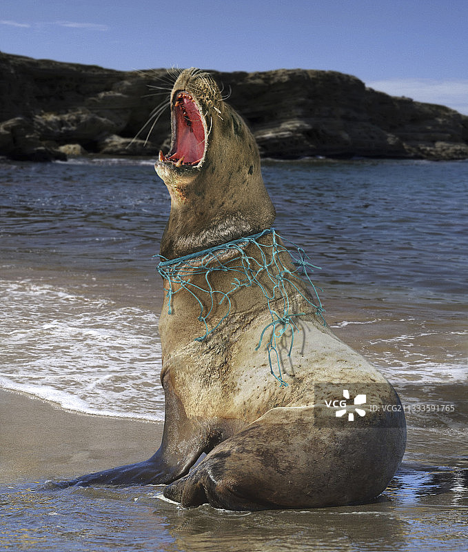 海狮，尼龙绳和渔网缠住了他的脖子，造成了很深的伤口。图片素材