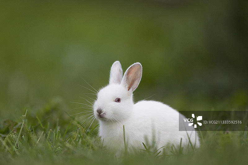 法国勃艮第兔(Oryctolagus cuniculus)幼白化兔图片素材