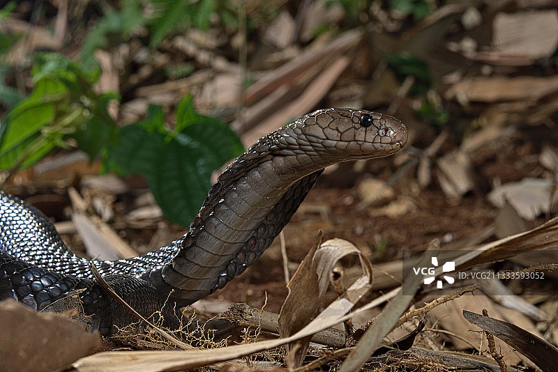 Javan spitting cobra (Naja sputatrix)茂物，印度尼西亚。图片素材