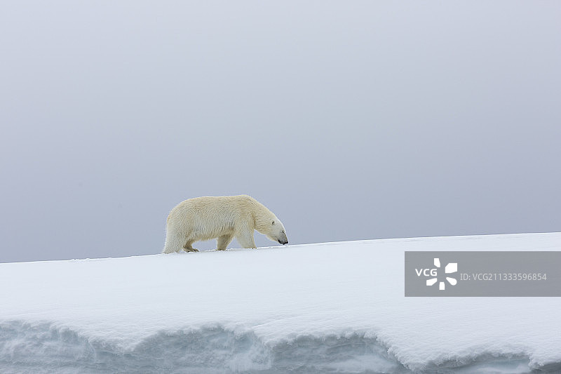 在雪中行走的北极熊，斯匹次卑尔根群岛，斯瓦尔巴群岛。图片素材