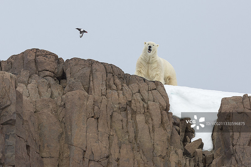 在斯匹次卑尔根群岛、斯瓦尔巴群岛的岩石上的雄性北极熊。图片素材