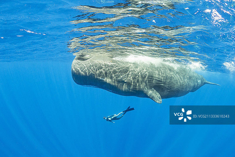自由潜水者与雌性抹香鲸游泳，脆弱(世界自然保护联盟)，多米尼加，加勒比海，大西洋。这张照片是在标准RP 17/01/02 FIS-4许可下拍摄的。图片素材