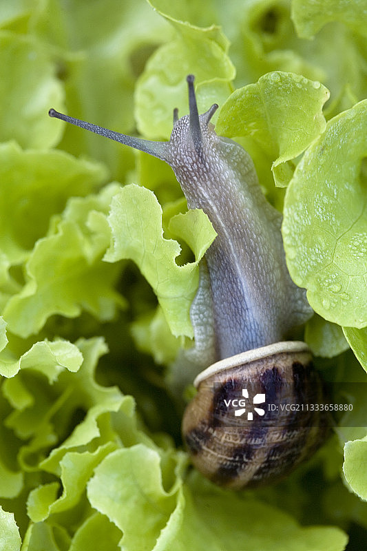 蜗牛在“橡树叶”生菜在普罗旺斯的厨房花园图片素材