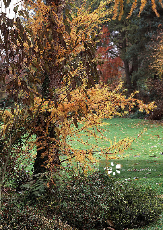 秋天在花园里的欧洲落叶松图片素材