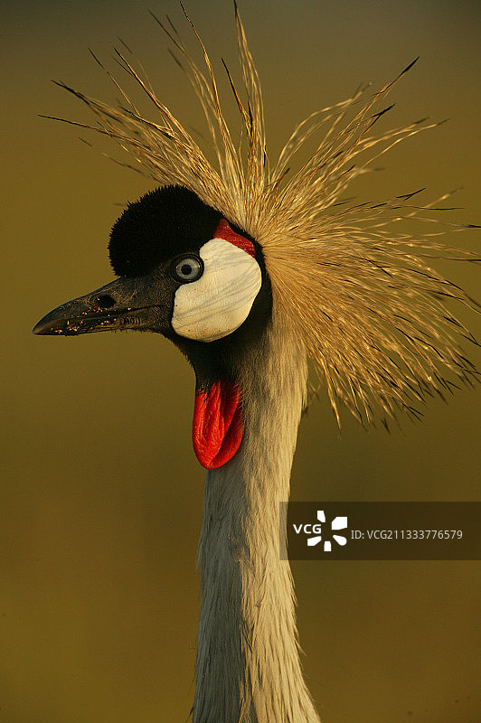 灰冠鹤肖像，肯尼亚马赛马拉图片素材