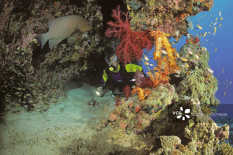 珊瑚礁和潜水员Les 7 pitons萨法加红海埃及图片素材