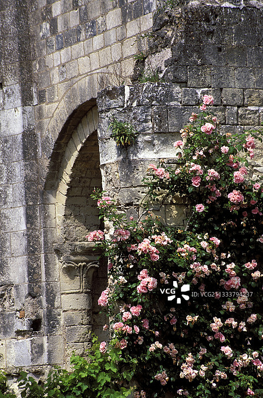 法国圣科斯姆修道院的玫瑰树班特里湾图片素材