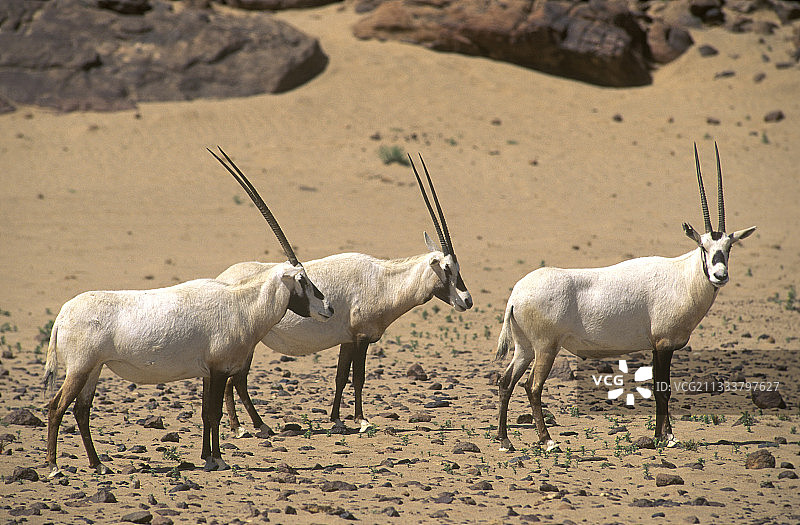沙特阿拉伯沙漠中的一群阿拉伯大羚羊图片素材