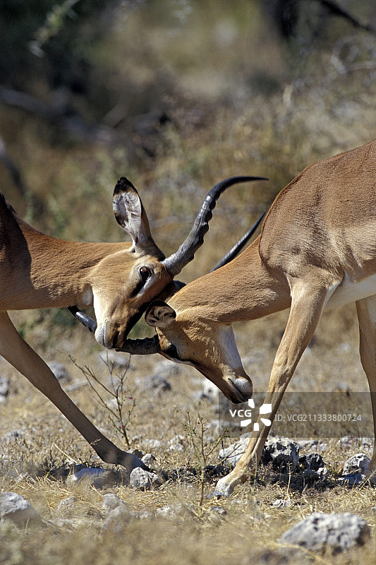 雄性黑脸黑斑羚在纳米比亚与Etosha NP战斗图片素材