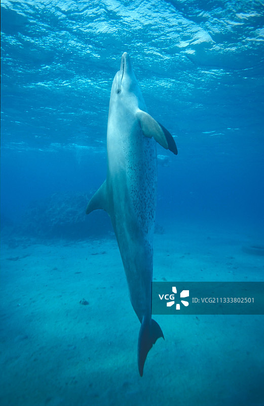宽吻海豚在埃及水下的垂直位置图片素材