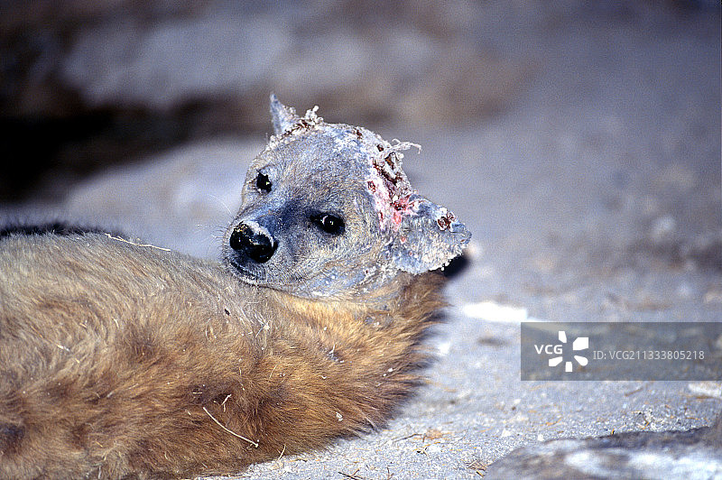 雌性斑点鬣狗头部严重受伤图片素材
